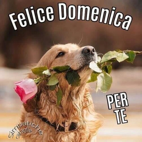 "Felice Domenica PER TE"