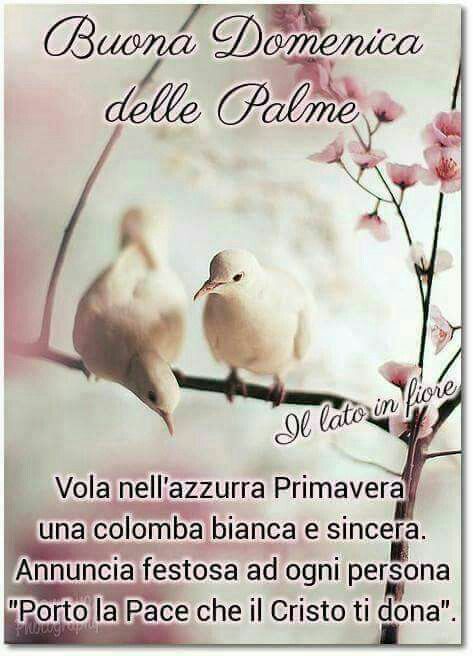 "Buona Domenica delle Palme. Vola nell'azzurra primavera una colomba bianca e sincera. Annuncia festosa ad ogni persona ' Porto la pace che il cristo ti dona'. "