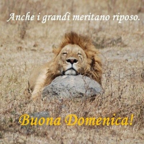 "Anche i grandi meritano riposo! Buona Domenica"