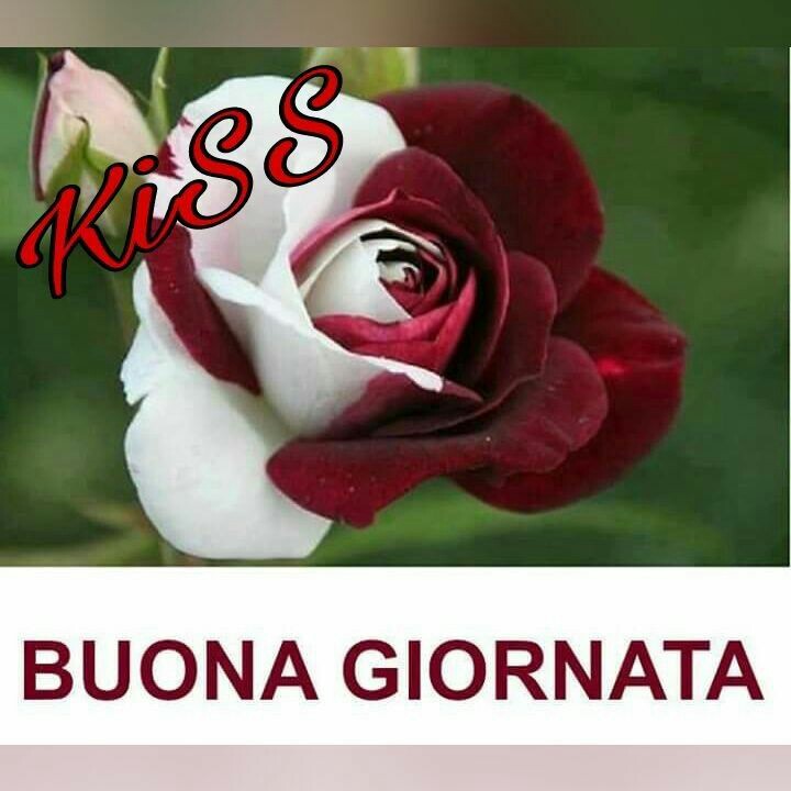 "Kiss Buona Giornata"