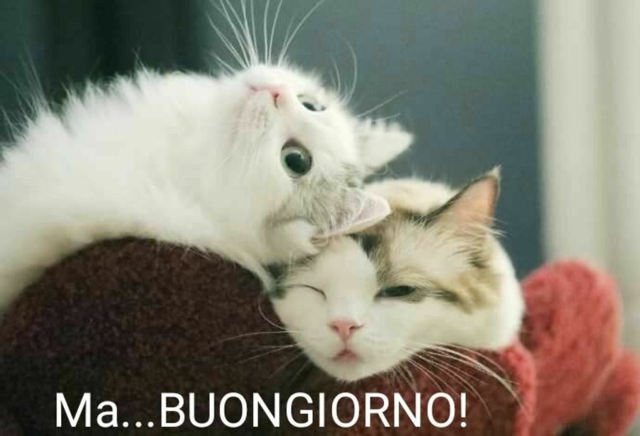 Buongiorno Con Gli Animali Immagini Tenere Da Mandare Top10immagini It