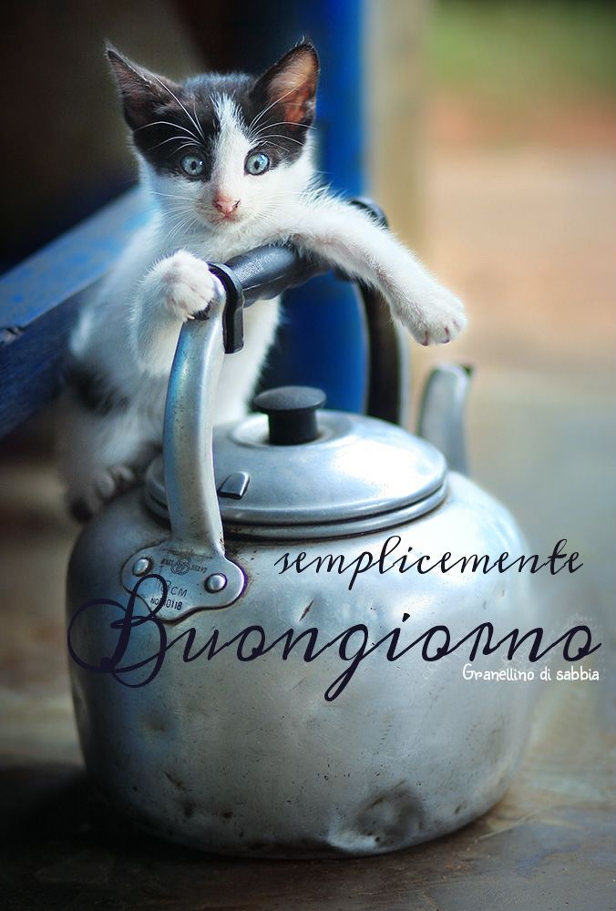 "Semplicemente Buongiorno" - con i gatti