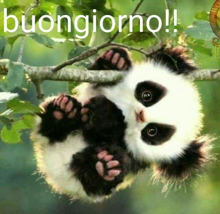 "Buongiorno !!" - immagini tenere con il panda