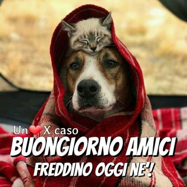 "BUONGIORNO AMICI, FREDDINO OGGI NE' ?" - immagini divertenti