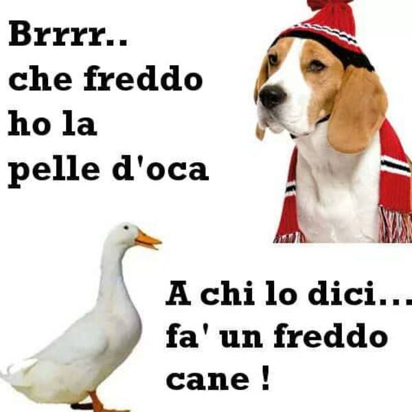 "Brrr... ho la pelle d'oca! A chi lo dici... fa' un freddo cane!" - immagini divertenti