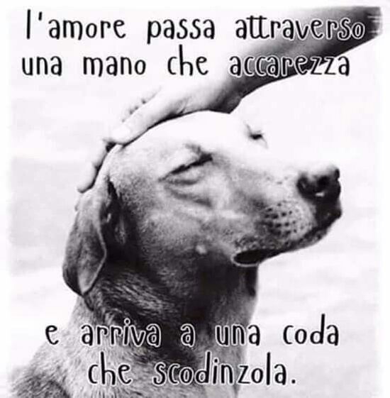 "L'Amore passa attraverso una mano che accarezza, e arriva ad una coda che scodinzola." - Frasi sui cani