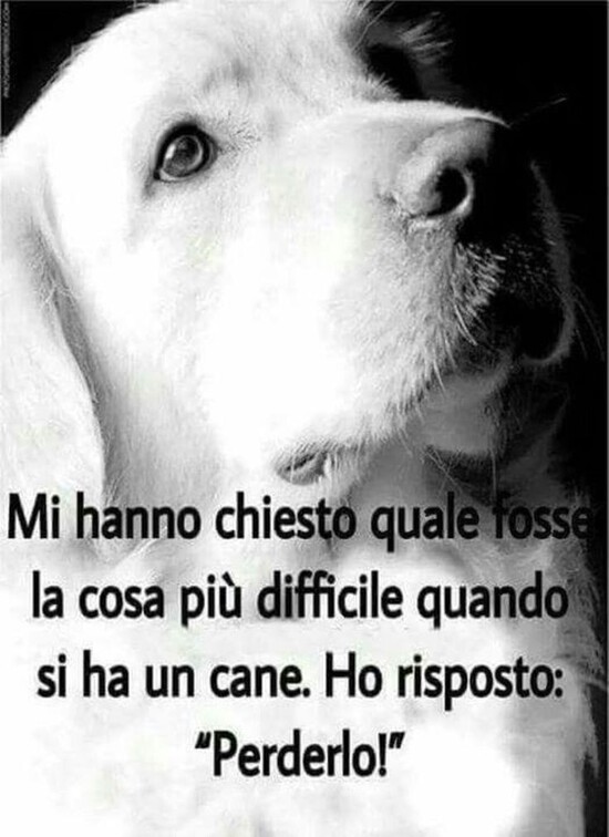 "Mi hanno chiesto quale sia la cosa più difficile quando si ha un cane. Ho risposto: Perderlo!"