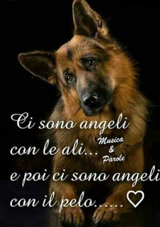 Frasi Sui Cani 10 Immagini Bellissime E Commoventi Top10immagini It