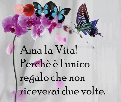 Frasi sulla Vita - "Ama la Vita! Perchè è l'unico regalo che non riceverai due volte."