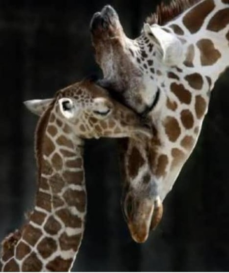 Animali teneri - "Mamma giraffa e il suo piccolo"