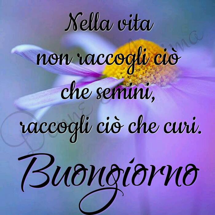 "Nella vita non raccogli ciò che semini, raccogli ciò che curi. Buongiorno"