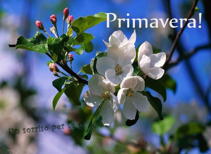 "Primavera!"