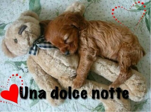 "Una Dolce Notte" - con il cagnolino