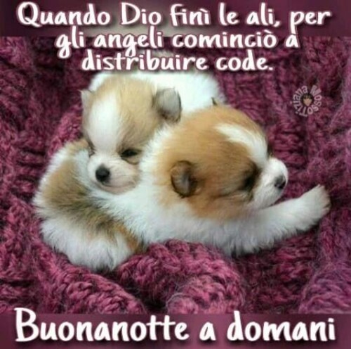 "Quando Dio finì le ali per gli angeli, cominciò a distribuire code... Buonanotte a domani"