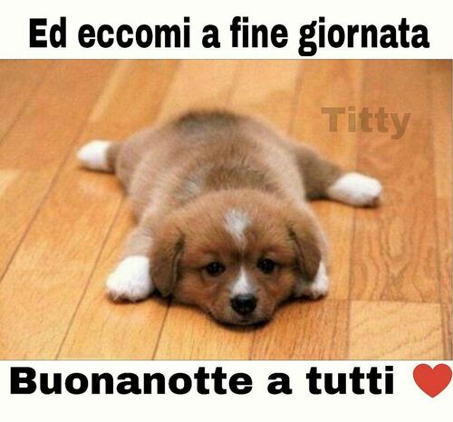 "Ed eccomi a fine giornata... Buonanotte a Tutti" - cucciolo