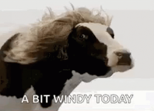 "Giornata ventosa eh?" - immagini GIF da ridere in inglese