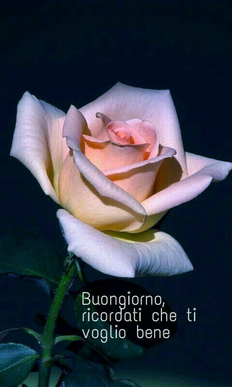 Buongiorno Con I Fiori Le Immagini Piu Carine Top10immagini It