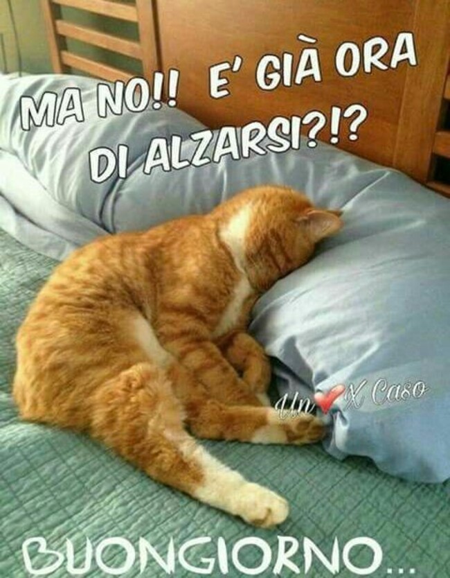 "MA NO!! E' GIA' ORA DI ALZARSI ?!" BUONGIORNO..."