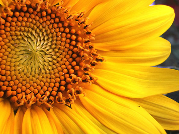 "Fiori bellissimi" - una macro di un girasole