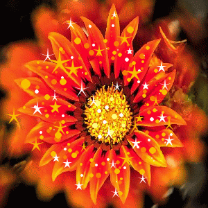 Un fiore bellissimo - immagini in movimento