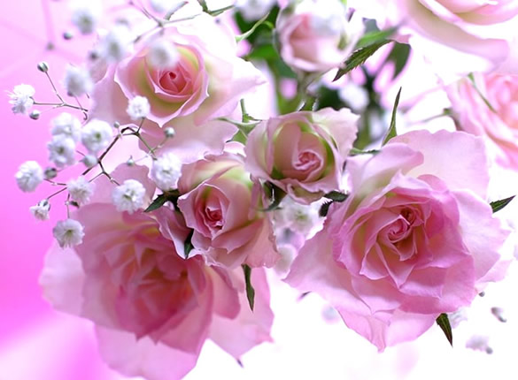 Rose bellissime - immagini da condividere su Whatsapp