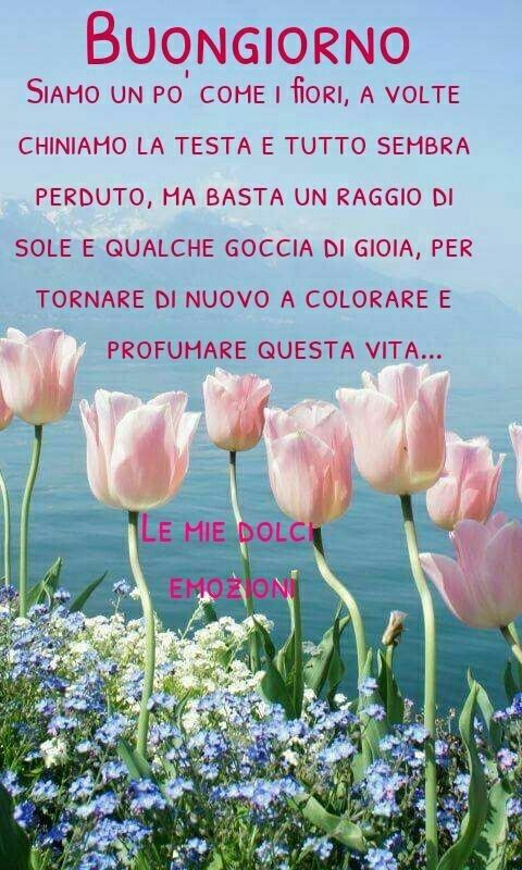 "Buongiorno. Siamo un pò come i fiori, a volte chiniamo la testa e tutto sembra perduto. Ma basta un raggio di sole e qualche goccia di gioia per tornare di nuovo a colorare e a profumare questa vita."