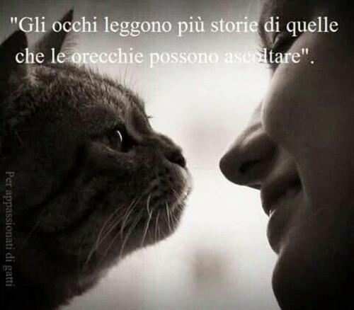 Frasi sui gatti - "Gli occhi leggono più storie di quelle che le orecchie possono ascoltare."