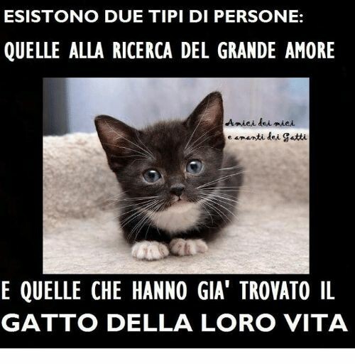 "Esistono due tipi di persone: quelle alla ricerca del grande amore, e quelle che hanno già trovato il gatto della loro vita!"