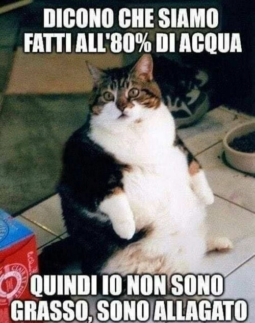 Link da ridere sui gatti - "Dicono che siamo fatti all'80% di acqua... quindi io non sono grasso, sono allagato!"