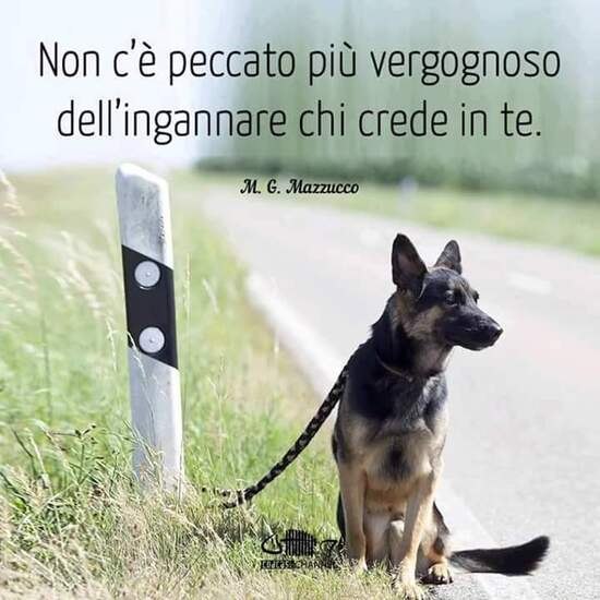 Immagini contro l'abbandono dei cani - "Non c'è peccato più vergognoso dell' ingannare chi crede in te."