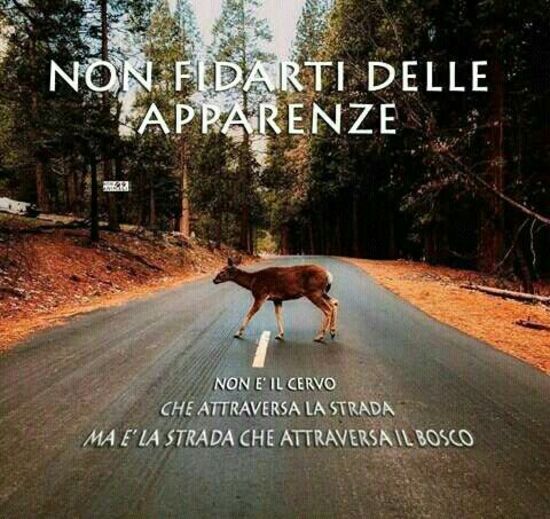 "NON FIDARTI DELLE APPARENZE. Non è il cervo che attraversa la strada. Ma è la strada che attraversa il bosco."