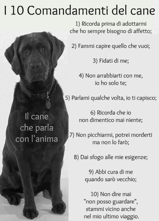 "I 10 Comandamenti del Cane. 1) Ricorda prima di adottarmi che ho sempre bisogno di affetto....."