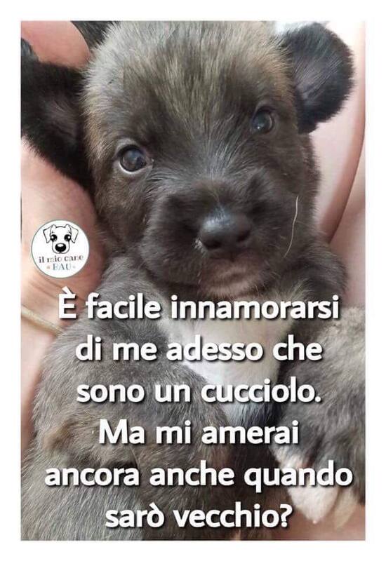 Immagini di sensibilizzazione - "E' facile innamorarsi di me adesso che sono un cucciolo. Ma mi amerai ancora quando sarò vecchio ?"