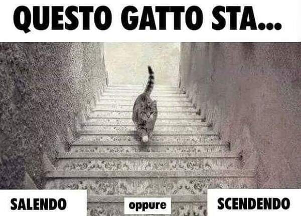 "Questo gatto sta salendo oppure scendendo?" - Domande per gruppi FB