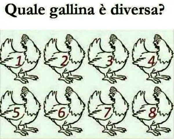 "Quale gallina è diversa?" - Quiz aguzzate la vista