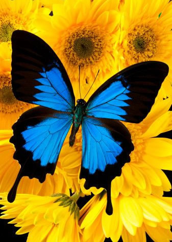 Immagini di farfalle - Una farfalla blu posata su bellissimi girasoli