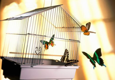 Una foto con delle farfalle che volano via libere da una gabbia