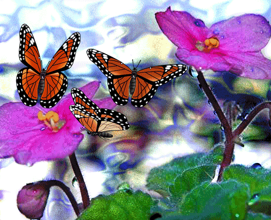 Immagini in movimento di farfalle bellissime