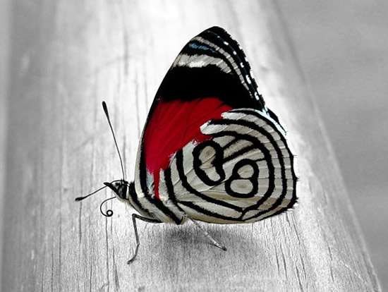 Immagini belle di farfalle