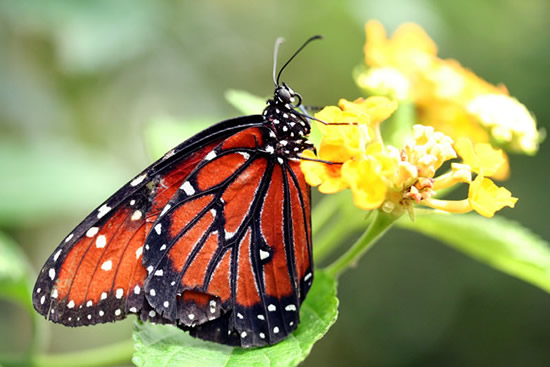 Una farfalla color arancione e nera posata su un fiore bellissimo