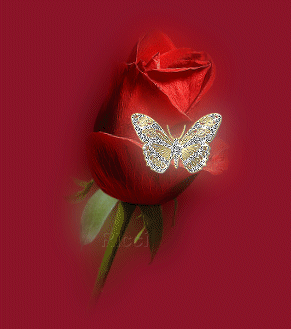 GIF animata di una farfalla posata su una rosa rossa