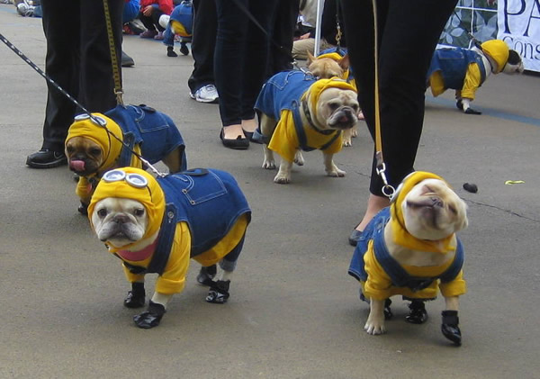 Buffi cagnolini vestiti da Minions