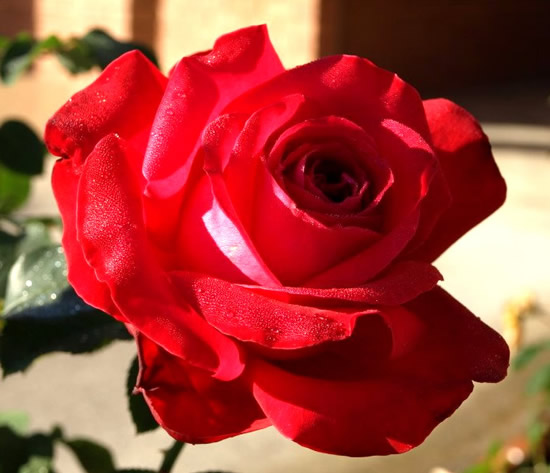 Una bellissima rosa rossa