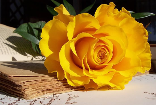 Una bellissima foto di una rosa gialla