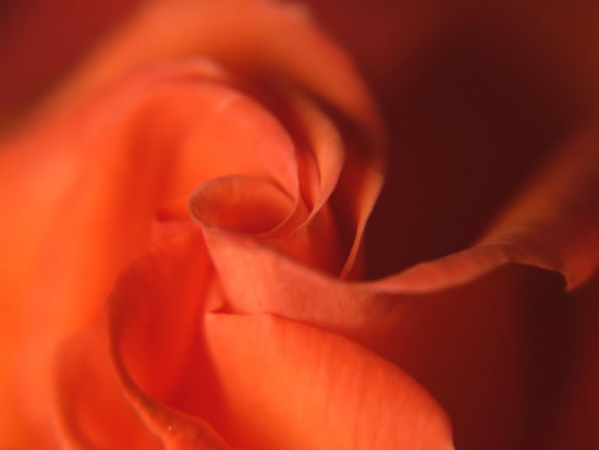 Macro di una bellissima rosa arancione