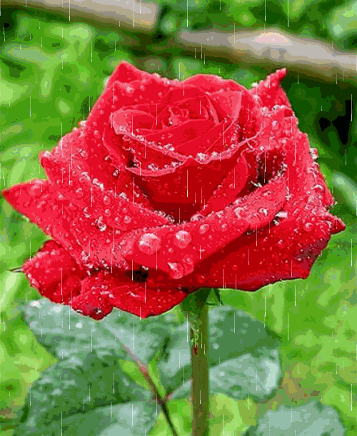 GIF animate - Una bellissima rosa rossa