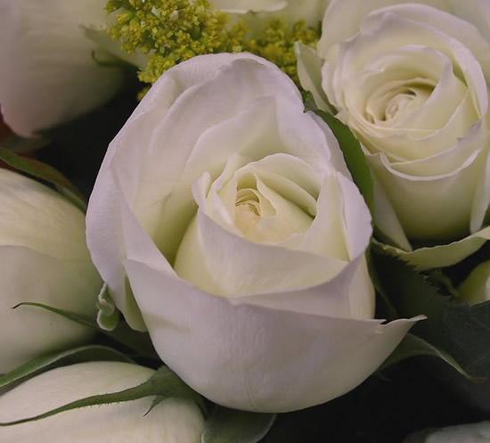 Immagini di rose - Alcune rose bianche bellissime da inviare su Whatsapp