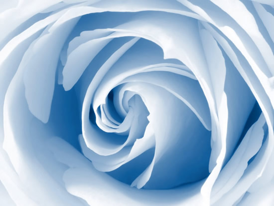 Una foto di una rosa blu da mandare su Facebook