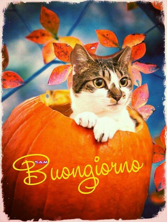 Buongiorno autunno