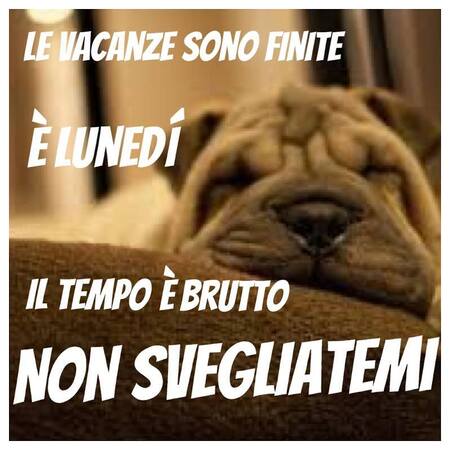 "Le vacanze sono finite, è Lunedì, il tempo è brutto. NON SVEGLIATEMI !"